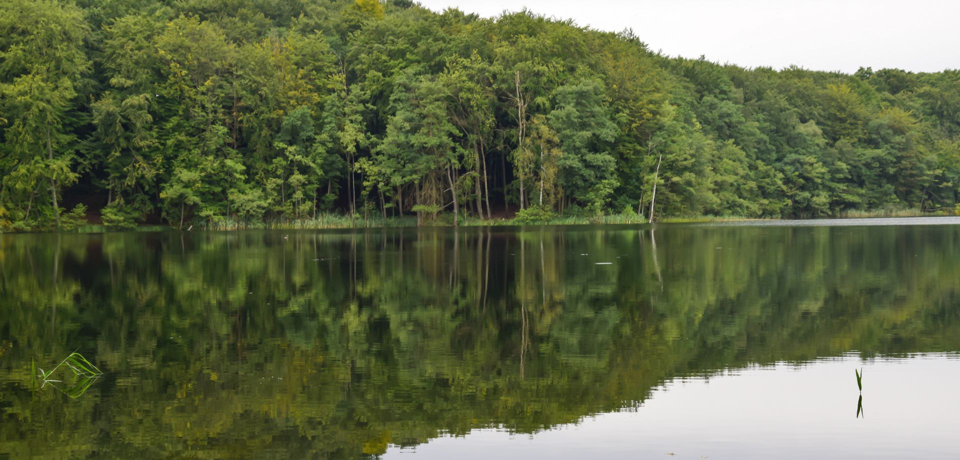Jezioro Wielkie Dąbie na Pojezierzu Drawskim