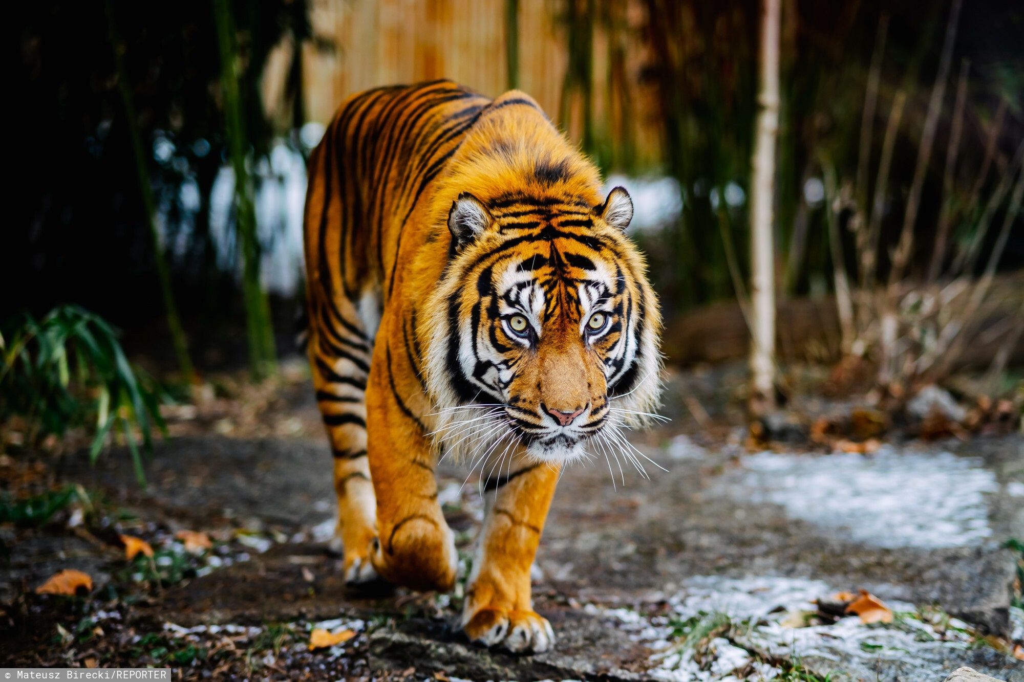 tiger-tragedy-zoo-caretaker-in-romania-killed-after-cage-error