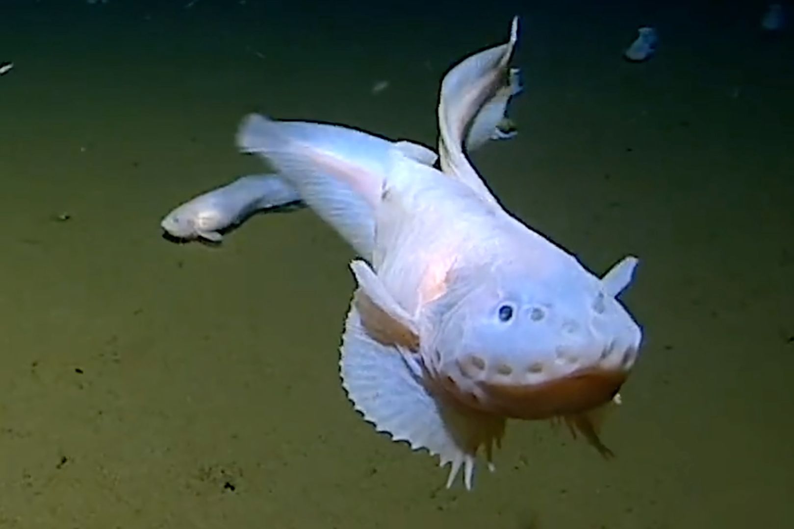 Żyją Na Samym Dnie Oceanu Dziwne Ryby Pływają Na Głębokości 8 Km 4597