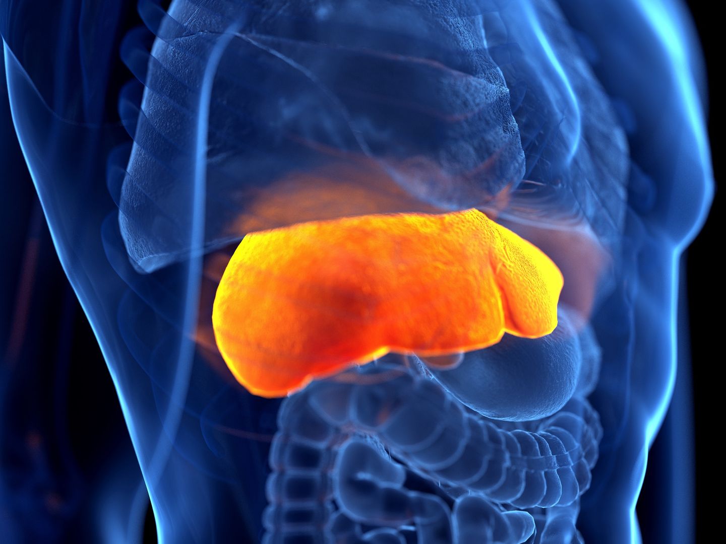 Boosting liver health. Essential roles of amino acids, choline, and ...