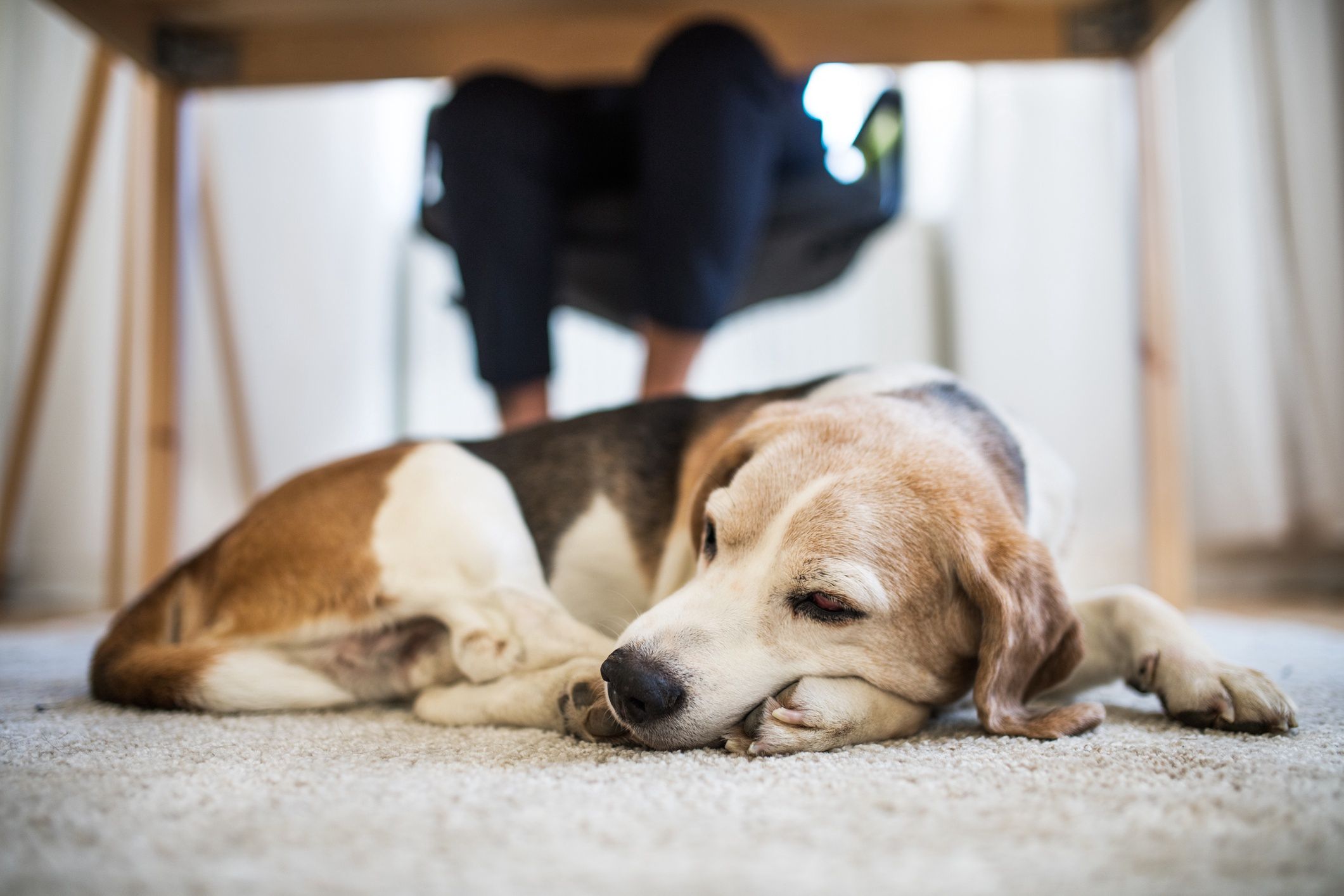 Decoding your dog's sleep position. What sleeping curled up