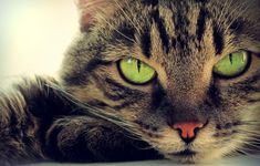 Jak zapisać dane, aby przetrwały tysiące lat i wojny nuklearne? To proste: za pomocą kota