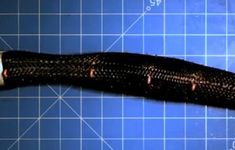 Meshworm - robotyczny robak z MIT