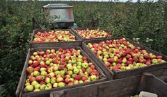 Zbiory owoców będą znacznie niższe. Konsumenci odczują podwyżki