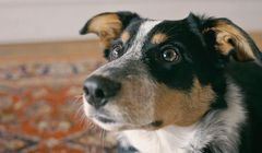 Podupadający na zdrowiu pies w antynikotynowej kampanii PSA (wideo)