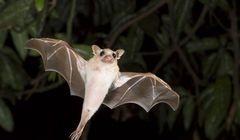 Ben Affleck, Zack Snyder i Amy Adams walczą o nietoperze