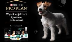 Streetcom ponownie dla Nestlé