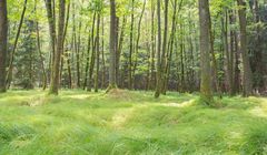 Coraz mniej jest lasów na świecie - i coraz więcej ludzi