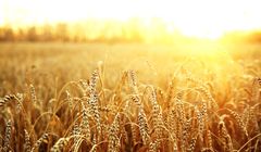 Ciężkie warunki pogodowe i obca konkurencja szkodzą polskim producentom zbóż
