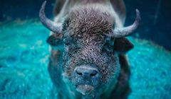 UFO w nowej reklamie piwa Żubr