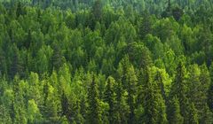 Lasy zmniejszają globalne zagrożenia dla zdrowia