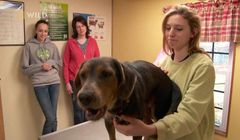 4 nowe kanały telewizyjne w CDA Premium