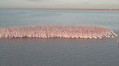 Jezioro pełne flamingów. Niebywałe nagranie z Kazachstanu