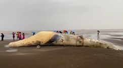 Truchło potężnego wieloryba na plaży. Makabryczne odkrycie rybaków