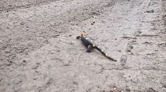 Uwaga, salamandra! Nagranie leśnika z Baligrodu