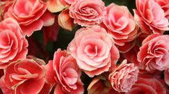 Begonia. Tropikalna roślina idealna do domu i na balkon
