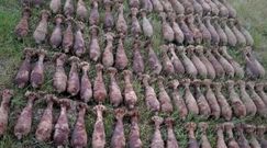 Dziesiątki granatów w ogródku. Zaskakujące odkrycie z II wojny światowej w Pułtusku