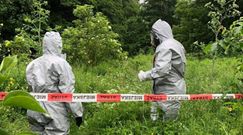Ekspansja barszczu Sosnowskiego. W sieci pojawiły się zdjęcia