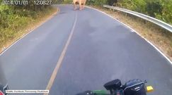 Niespodziewane spotkanie motocyklisty ze słoniem
