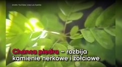 Te zioła wspomogą pracę wątroby i pęcherzyka żółciowego