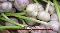 Czosnek na odciski