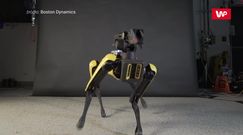 Tańczący robot. Maszyna robi furorę w internecie