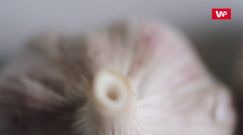 Jak szybko obrać czosnek?