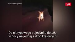 Pobiły się na śmierć i życie. Wideo stało się hitem w sieci
