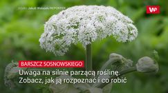 Barszcz Sosnowskiego. Uwaga na silnie parzącą roślinę