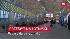 Psy nie dały się zmylić. 51-latek zatrzymany na Lotnisku Chopina