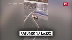 Ratunek na lasso. Nagranie z Rosji