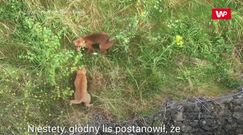 Nie dał sobie ukraść. Pojedynek kota z lisem