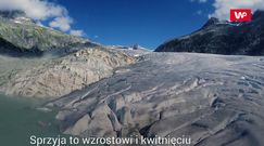 Antarktyda zielenieje. Proces jest widoczny nawet z kosmosu