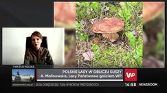 W lasach pojawiły się grzyby. "To jeszcze nie jest wysyp"
