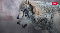 Nadleśnictwo Myślenice. Wilki zagryzły psa. Właściciel ostrzega okolicznych mieszkańców