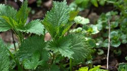 Poparzenie pokrzywą. Zobacz, jak sobie z nim poradzić