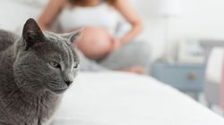 Toksoplazmoza - objawy, ciąża, diagnostyka i leczenie