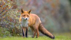 Wścieklizna - drogi zarażenia, objawy, rozpoznanie, leczenie