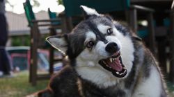 Szczepienie na wściekliznę