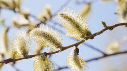 Marzec - najgorszy miesiąc dla alergików