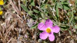 Czystek - właściwości, stosowanie