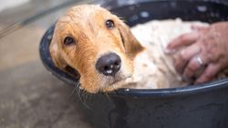 Naturalne sposoby na pozbycie się pcheł. Proste i skuteczne