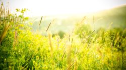 Dziurawiec - zastosowanie, przeciwwskazania, przepisy