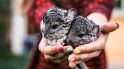 Szynszyle - charakterystyka, gatunki, pielęgnacja, żywienie, choroby, cena