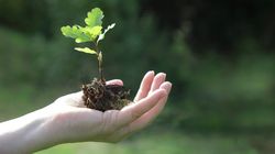 Witanolidy - właściwości, działanie i zastosowanie