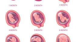 Rozwój płodu - okresy życia prenatalnego, rozwój płodu w poszczególnych miesiącach