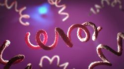 VDRL - wskazania, przebieg, wyniki 