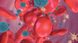 Budowa naczyń krwionośnych