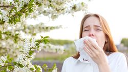 Alergia na pyłki - co pyli w kwietniu?