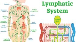 Układ limfatyczny - funkcje, budowa, choroby. Jak oczyścić i poprawić przepływ limfy w organizmie?